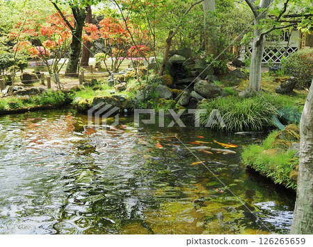 長野縣,懷古園,懷古神社池塘風景,五月 長野縣,懷古園,懷古神社池塘風景,五月 126265659
