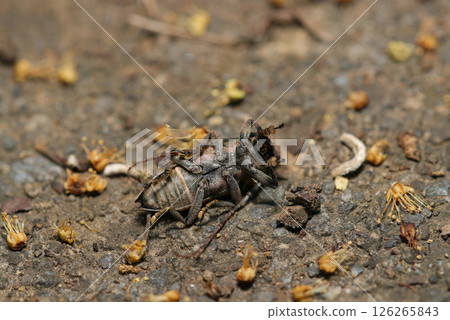 天牛翻身裝死的樣子（自然光+閃光燈微距攝影） 126265843