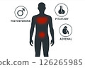 Visualization hormonal balance interaction testosterone, pituitary and adrenal glands using silhouette red gradient, visualization increases relevance of medical education effective wellness issues 126265985