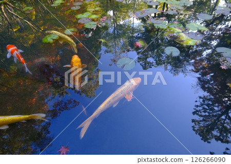 Autumn pond with swimming carp 126266090