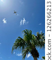 藍天下，一架飛機和棕櫚樹構成一幅熱帶風景 126266213