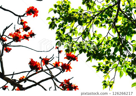 Orange-colored Japanese quince and green young leaves of Japanese quince Orange-colored Japanese quince and green young leaves of Japanese quince 126266217