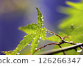 Green leaves and water drops 126266347
