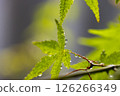 Green leaves and water drops 126266349