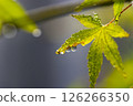 Green leaves and water drops 126266350