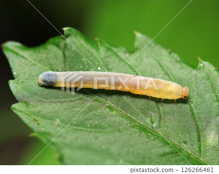 A leaf wasp larva with an orange head and cute black eyes, a milky white translucent body with yellow and black showing through (macro photography in the natural environment) A leaf wasp larva with an orange head and cute black eyes, a milky white translucent body with yellow and black showing through (macro photography in the natural environment) 126266461