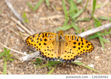 一隻成年雄性黑橙斑燕尾蝶正在沙地上曬太陽(自然環境下的微距攝影) 一隻成年雄性黑橙斑燕尾蝶正在沙地上曬太陽(自然環境下的微距攝影) 126266462