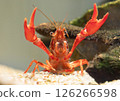 crayfish 126266598