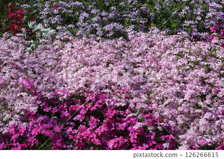 春天花園裡盛開的粉紅芝櫻花 126266615