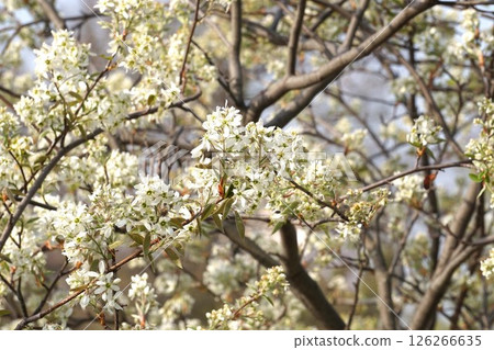 六月莓白花,2025年4月 六月莓白花,2025年4月 126266635