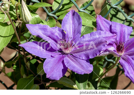 Elegant flower Clematis, The President [Ranunculaceae Clematis genus] 126266690