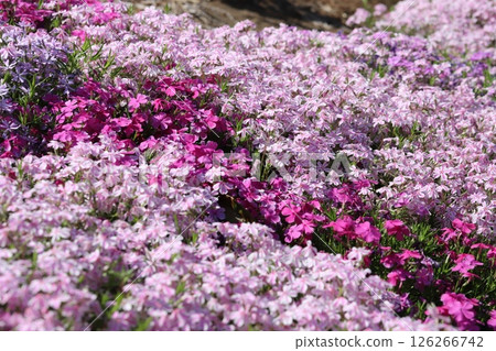 Pink Moss Phlox flowers blooming in a spring garden 126266742