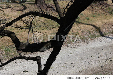 Cherry blossom branches hanging over the Minami River 126266822