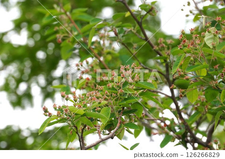 Freshly ripened Juneberry fruit, April 2025 Freshly ripened Juneberry fruit, April 2025 126266829