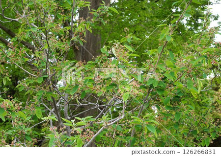 Freshly ripened Juneberry fruit, April 2025 Freshly ripened Juneberry fruit, April 2025 126266831