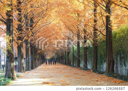 Metasequoia-lined road, maple-lined road Metasequoia-lined road, maple-lined road 126266887