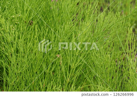 Lush Horsetail - April 2025 Lush Horsetail - April 2025 126266996