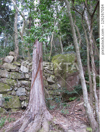 Shiga Prefecture: Stone walls on the approach to Kannonshoji Temple [Kanonji Castle Ruins, one of Japan's 100 Great Castles] Azuchi-cho, Omihachiman City 126267084