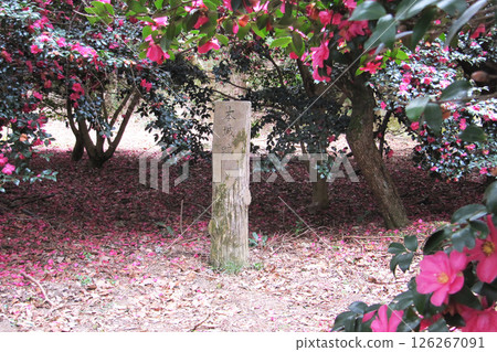 Shiga Prefecture: Pink camellias blooming at the ruins of Kannonji Castle (one of Japan's 100 most famous castles) in Azuchi-cho, Omihachiman City 126267091