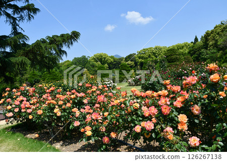Rose "Souvenir d'Anne Frank" Rose "Souvenir d'Anne Frank" 126267138