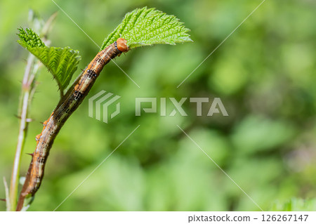 Caterpillar eating grass leaves (Ayashira fukuchiba) 126267147