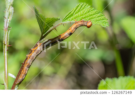 Caterpillar eating grass leaves (Ayashira fukuchiba) 126267149