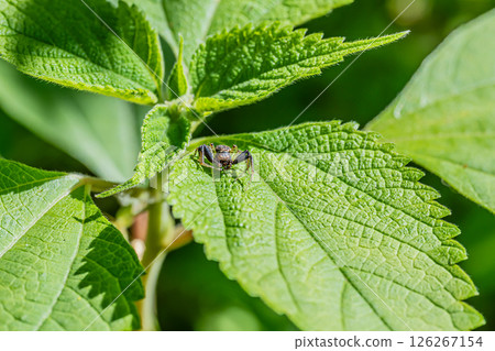 Dark-spotted Crab Spider (Male) Dark-spotted Crab Spider (Male) 126267154