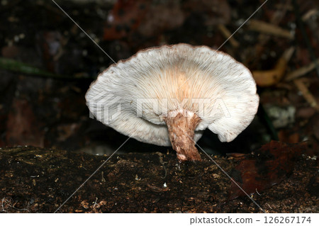 大型野生香菇底部和褶皺的特寫(自然環境中的微距閃光攝影) 大型野生香菇底部和褶皺的特寫(自然環境中的微距閃光攝影) 126267174