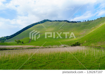 火災發生僅三個月後，索尼高原恢復了昔日的綠意。日本房總和大龜池 126267187