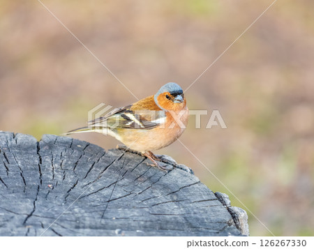 Common chaffinch, Fringilla coelebs, sits on a tree. Common chaffinch in wildlife. 126267330