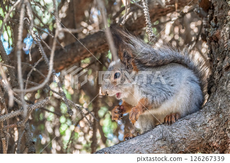 The squirrel with nut sits on a branches in the spring or summer. 126267339