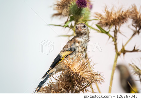 European goldfinch with juvenile plumage, feeding on the seeds of thistles. Carduelis carduelis. European goldfinch with juvenile plumage, feeding on the seeds of thistles. Carduelis carduelis. 126267343