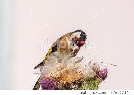 European goldfinch, feeding on the seeds of thistles. Carduelis carduelis. European goldfinch, feeding on the seeds of thistles. Carduelis carduelis. 126267344