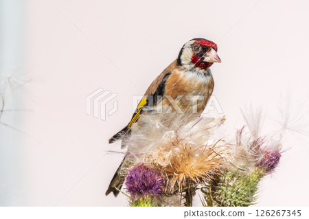 European goldfinch, feeding on the seeds of thistles. Carduelis carduelis. 126267345