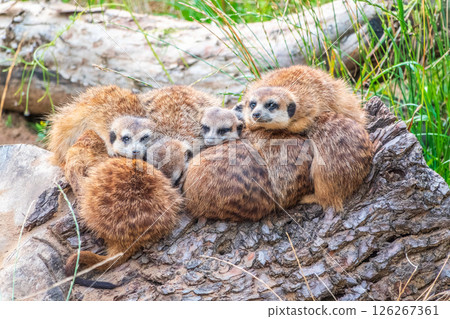 A group of cute meerkats. Meerkat Family are sunbathing. 126267361