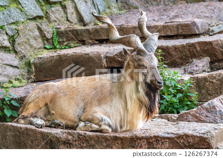 Close-up portrait of Markhor, Capra falconeri, wild goat native to Central Asia, Karakoram and the Himalayas Close-up portrait of Markhor, Capra falconeri, wild goat native to Central Asia, Karakoram and the Himalayas 126267374