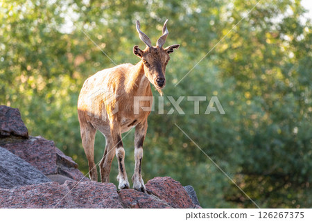 Markhor female on the rock. Latin name - Capra falconeri. Wild goat native to Central Asia, Karakoram and the Himalayas Markhor female on the rock. Latin name - Capra falconeri. Wild goat native to Central Asia, Karakoram and the Himalayas 126267375