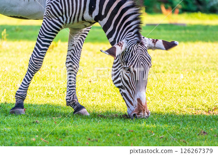Grevy's zebra, lat Equus grevyi, also known as the imperial zebra eats green grass. Grevy's zebra, lat Equus grevyi, also known as the imperial zebra eats green grass. 126267379