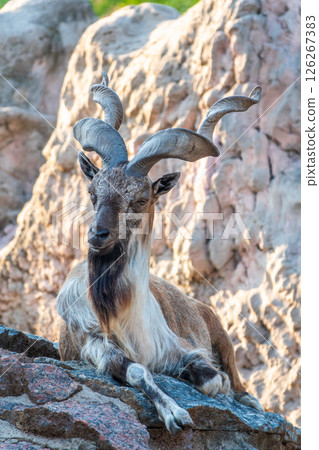 Close-up portrait of Markhor, Capra falconeri, wild goat native to Central Asia, Karakoram and the Himalayas Close-up portrait of Markhor, Capra falconeri, wild goat native to Central Asia, Karakoram and the Himalayas 126267383
