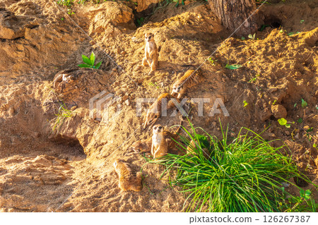 Meerkat, Suricata suricatta, on hind legs. Portrait of meerkat standing on hind legs with alert expression. Portrait of a funny meerkat sitting on its hind legs. Meerkat, Suricata suricatta, on hind legs. Portrait of meerkat standing on hind legs with alert expression. Portrait of a funny meerkat sitting on its hind legs. 126267387