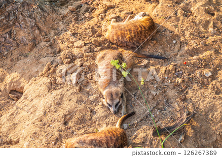 Meerkat suricatta family wildlife picture. 126267389