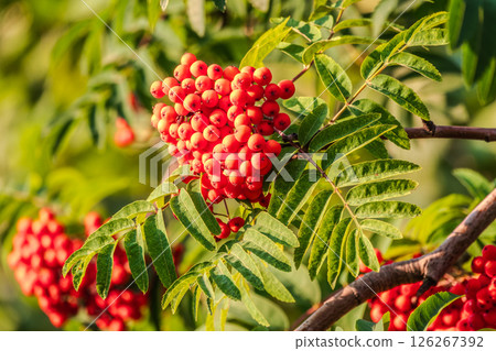 Autumn bright red rowan berries with leaves 126267392