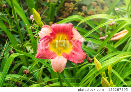 Close up of a pink daylily flower in bloom 126267395