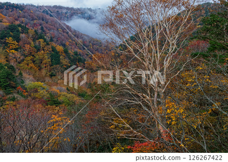 安達太良山和黑鐵小屋附近的山上，薄霧瀰漫的秋葉 126267422