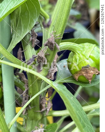 Stink bugs, pests on the stems of colored peppers Stink bugs, pests on the stems of colored peppers 126267441