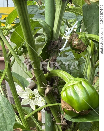 Stink bugs, pests on the stems of colored peppers Stink bugs, pests on the stems of colored peppers 126267442