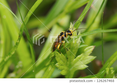 可愛的黃色和黑色鋸蠅蜂在草叢中捕食獵物（自然環境中的微距拍攝） 126267468