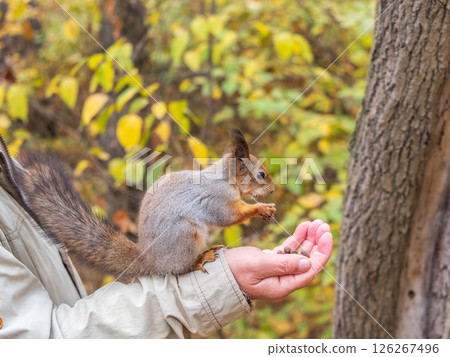 A squirrel in the autumn eats nuts from a human hand. Eurasian red squirrel, Sciurus vulgaris A squirrel in the autumn eats nuts from a human hand. Eurasian red squirrel, Sciurus vulgaris 126267496