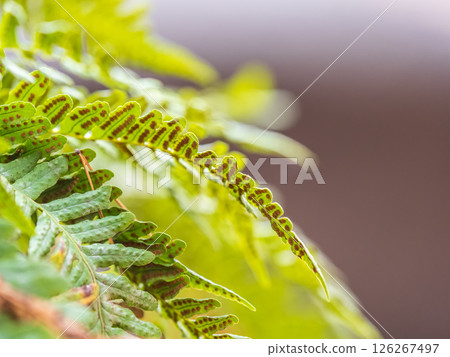 Common polypody fern Polypodium vulgare grows among thick moss. Common polypody fern Polypodium vulgare grows among thick moss. 126267497