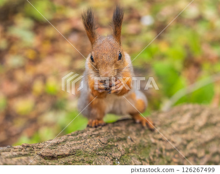 Portrait of a squirrel on a tree trunk 126267499